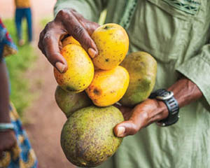 African Mango