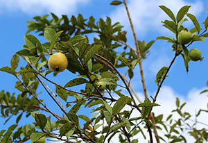 compounds found in guava block digestion of carbohydrates.