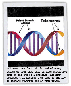 telomeres